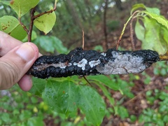 Trichothecium roseum