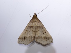 Phalaenophana pyramusalis