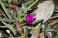 Carpobrotus modestus