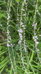 Lespedeza cuneata
