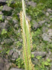 Sporobolus michauxianus