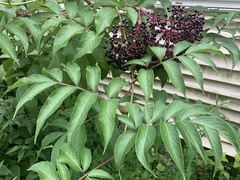 Sambucus canadensis