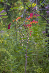 Toxicodendron vernix