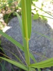 Sporobolus michauxianus