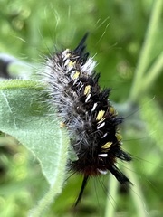 Apatelodes pudefacta