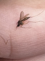 Aedes sollicitans