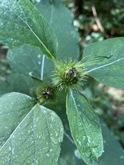 Arctium