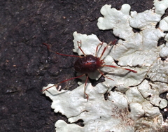 Erythraeidae