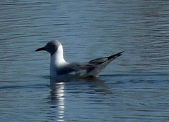 Chroicocephalus cirrocephalus