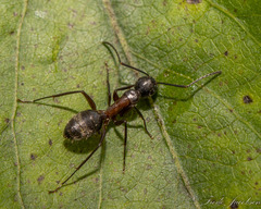 Camponotus chromaiodes
