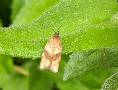 Epiphyas postvittana