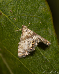 Petrophila fulicalis