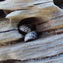 Littorininae