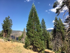 Sequoiadendron giganteum