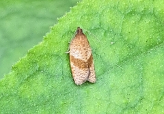 Epiphyas postvittana