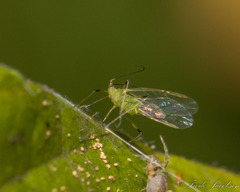 Macrosiphini