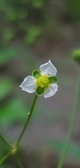 Alisma