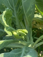 Murgantia histrionica