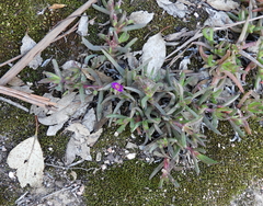 Carpobrotus modestus