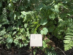 Vitis californica