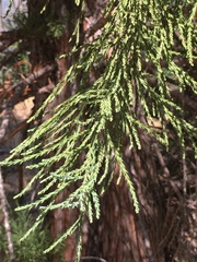 Sequoiadendron giganteum
