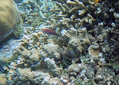 Pseudocheilinus hexataenia