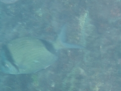 Diplodus vulgaris
