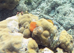 Spirobranchus corniculatus