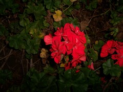 Pelargonium