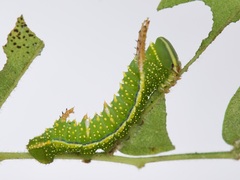 Syssphinx bisecta
