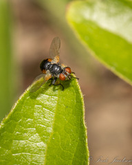 Gymnoclytia