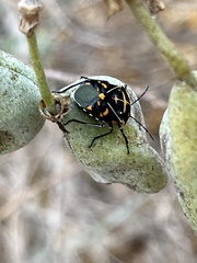 Murgantia histrionica
