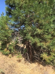 Sequoiadendron giganteum