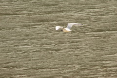 Chroicocephalus serranus