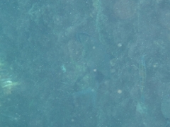 Diplodus vulgaris