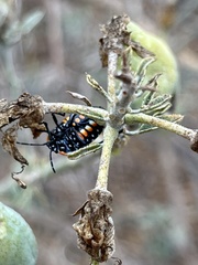 Murgantia histrionica