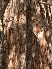 Sequoiadendron giganteum