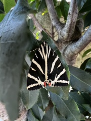 Euplagia quadripunctaria