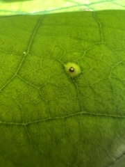 Neuroterus tantulus