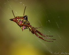Micrathena sagittata