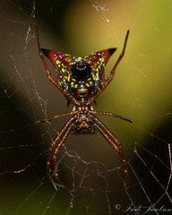 Micrathena sagittata