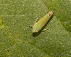Graphocephala versuta