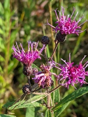 Vernonia missurica