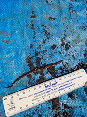 Arthurdendyus triangulatus