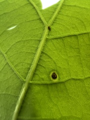 Neuroterus tantulus