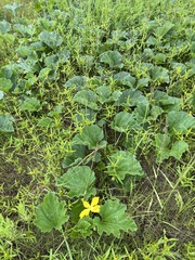 Apodanthera undulata