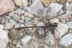 Dromogomphus spinosus