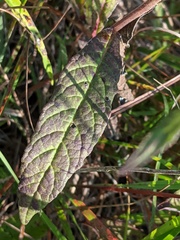 Vernonia missurica