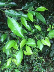 Ficus ampelos
