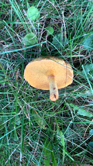 Suillus americanus